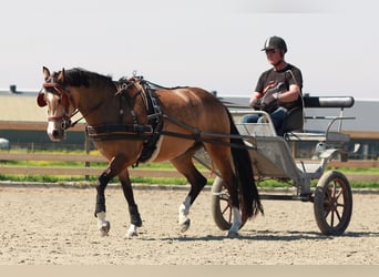 Welsh-D, Stute, 7 Jahre, 148 cm, Buckskin