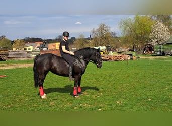 Welsh-D, Stute, 7 Jahre, 148 cm, Rappe