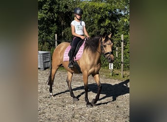 Welsh-D, Stute, 7 Jahre, 150 cm, Hellbrauner