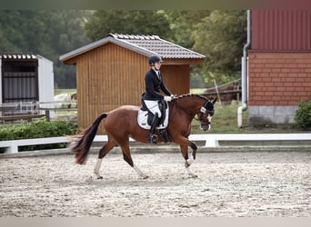 Welsh-D, Stute, 7 Jahre, 151 cm, Brauner