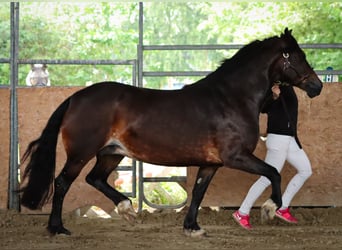 Welsh-D, Stute, 7 Jahre, 152 cm