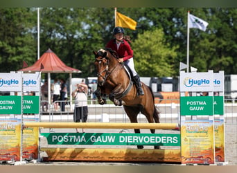 Welsh-D, Stute, 7 Jahre, 153 cm, Brauner