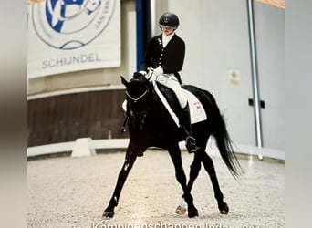 Welsh-D, Stute, 8 Jahre, 145 cm, Dunkelbrauner
