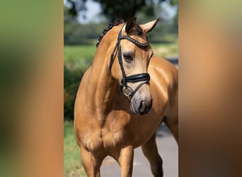 Welsh-D, Stute, 8 Jahre, 147 cm, Buckskin