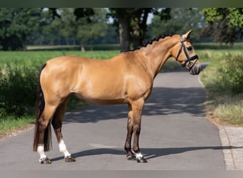 Welsh-D, Stute, 8 Jahre, 147 cm, Buckskin