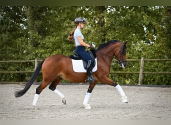 Welsh-D, Stute, 8 Jahre, 148 cm, Brauner