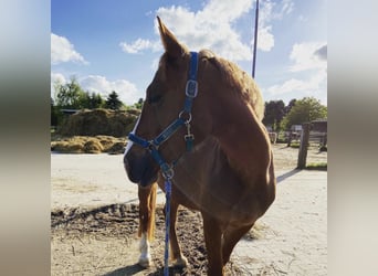 Welsh-D, Stute, 8 Jahre, 148 cm, Fuchs