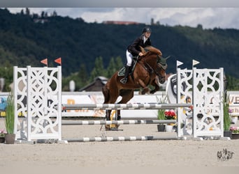 Welsh-D, Stute, 8 Jahre, 148 cm, Fuchs