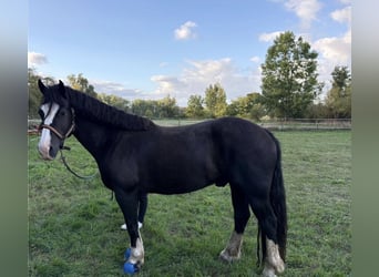 Welsh-D, Stute, 8 Jahre, 155 cm, Schwarzbrauner