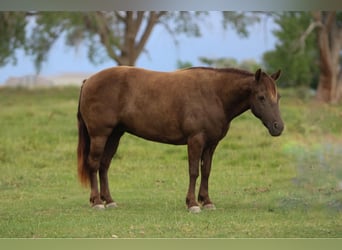 Welsh-D Mix, Stute, 9 Jahre, 130 cm, Palomino