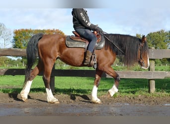 Welsh-D, Stute, 9 Jahre, 148 cm, Brauner