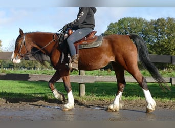 Welsh-D, Stute, 9 Jahre, 148 cm, Brauner