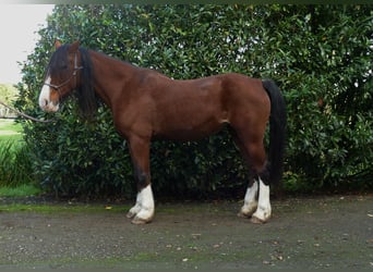 Welsh-D, Stute, 9 Jahre, 148 cm, Brauner