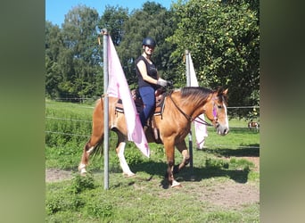 Welsh-D, Stute, 9 Jahre, 152 cm, Brauner