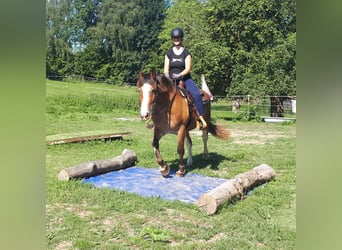 Welsh-D, Stute, 9 Jahre, 152 cm, Brauner