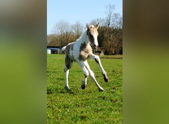 Welsh-D Mix, Stute, Fohlen (03/2026), 160 cm, Falbe