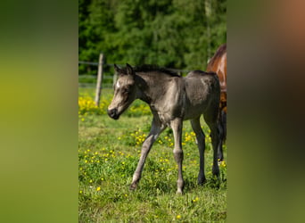 Welsh-D, Stute, Fohlen (05/2026), Buckskin