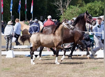Welsh-D, Stute, Fohlen (04/2026), Buckskin