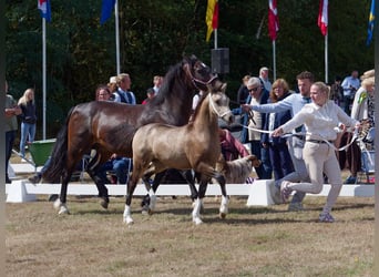 Welsh-D, Stute, Fohlen (04/2026), Buckskin