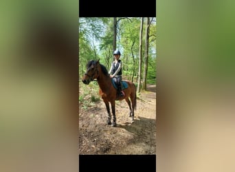 Welsh-D, Wallach, 10 Jahre, 144 cm, Brauner