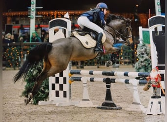 Welsh-D, Wallach, 10 Jahre, 144 cm, Brauner