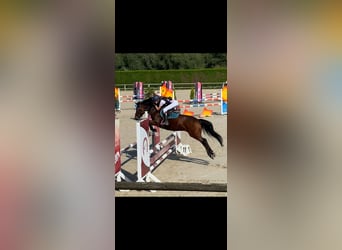 Welsh-D, Wallach, 10 Jahre, 144 cm, Brauner