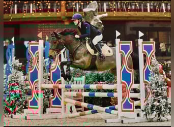 Welsh-D, Wallach, 10 Jahre, 144 cm, Brauner