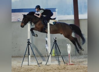 Welsh-D, Wallach, 10 Jahre, 144 cm, Brauner