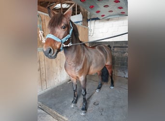 Welsh-D, Wallach, 10 Jahre, 144 cm, Brauner