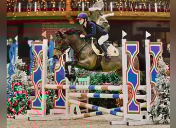 Welsh-D, Wallach, 10 Jahre, 144 cm, Brauner