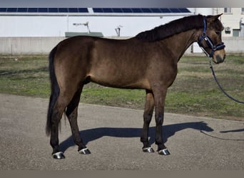 Welsh-D, Wallach, 10 Jahre, 146 cm, Dunkelbrauner