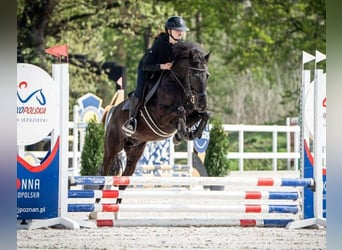 Welsh-D Mix, Wallach, 10 Jahre, 146 cm, Rappe