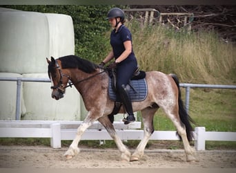 Welsh-D, Wallach, 10 Jahre, 148 cm, Roan-Bay