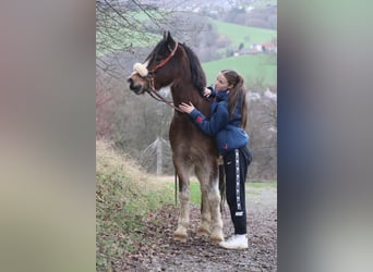 Welsh-D, Wallach, 10 Jahre, 148 cm, Roan-Bay