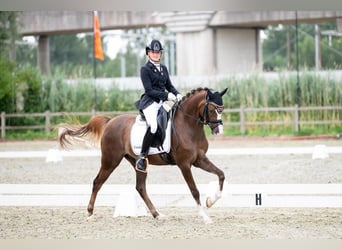 Welsh-D, Wallach, 10 Jahre, 149 cm, Dunkelfuchs