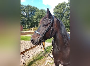 Welsh-D, Wallach, 10 Jahre, 153 cm, Dunkelbrauner