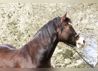 Welsh-D, Wallach, 10 Jahre, 155 cm, Brauner