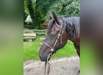 Welsh-D, Wallach, 10 Jahre, 163 cm, Dunkelbrauner