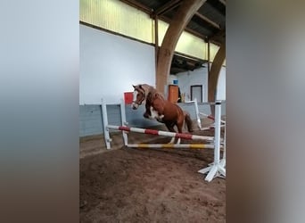 Welsh-D, Wallach, 10 Jahre