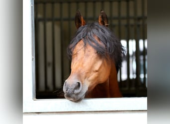 Welsh-D, Wallach, 11 Jahre, 144 cm, Brauner