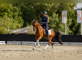 Welsh-D, Wallach, 11 Jahre, 144 cm, Brauner