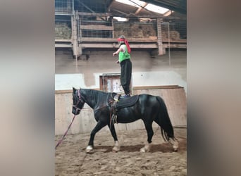 Welsh-D, Wallach, 11 Jahre, 146 cm, Rappe