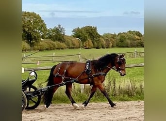 Welsh-D, Wallach, 11 Jahre, 151 cm, Brauner