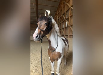 Welsh-D Mix, Wallach, 11 Jahre, 153 cm, Schecke