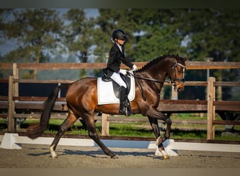 Welsh-D, Wallach, 11 Jahre, 155 cm, Brauner