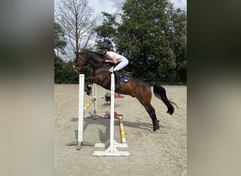 Welsh-D, Wallach, 11 Jahre, 155 cm, Brauner