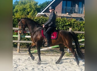 Welsh-D, Wallach, 11 Jahre, 155 cm, Brauner