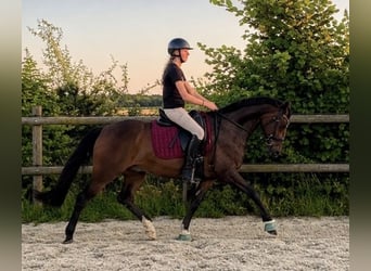 Welsh-D, Wallach, 11 Jahre, 155 cm, Brauner