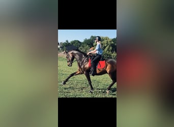 Welsh-D, Wallach, 11 Jahre, 155 cm, Brauner