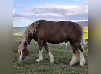 Welsh-D Mix, Wallach, 11 Jahre, 157 cm, Fuchs